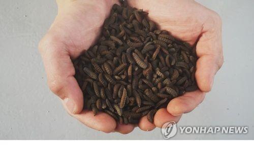 석유관리원 "곤충 활용한 바이오디젤 제조 기술 확보"