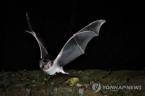 다음 팬데믹 숙주동물은…과학계 예측 연구중