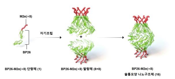 KAIST, 다양한 변이에도 면역 가능한 인플루엔자 백신 개발