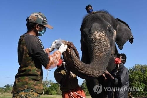 동물도 예외 없다…인도서 사자·코끼리 무더기 확진