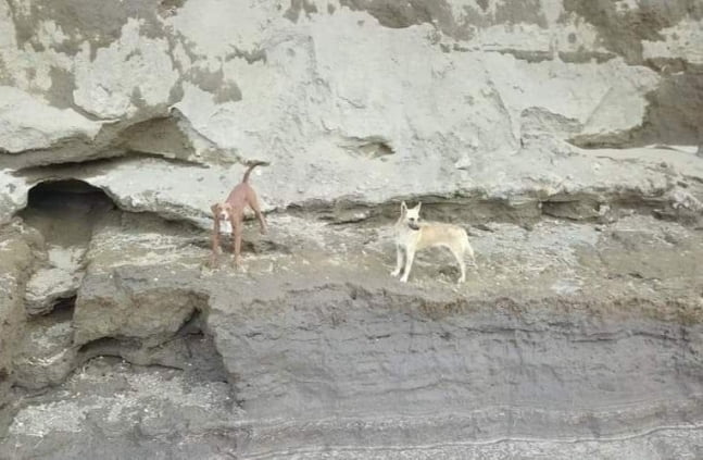 계속 커지는 멕시코 싱크홀…개 2마리 빠지고 집도 위태