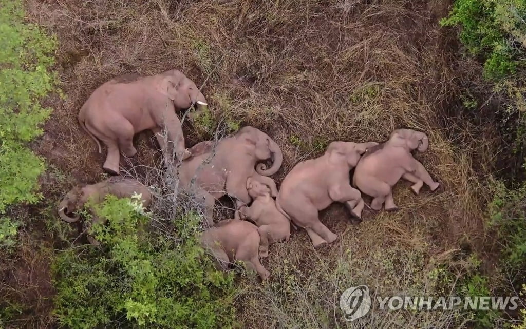 中 코끼리들 `대장정`에 단체 꿀잠…반응 폭발적