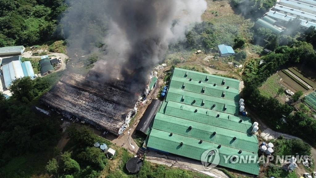 제주 양돈장 화재로 돈사 2천400㎡ 불타…대응 1단계 발령