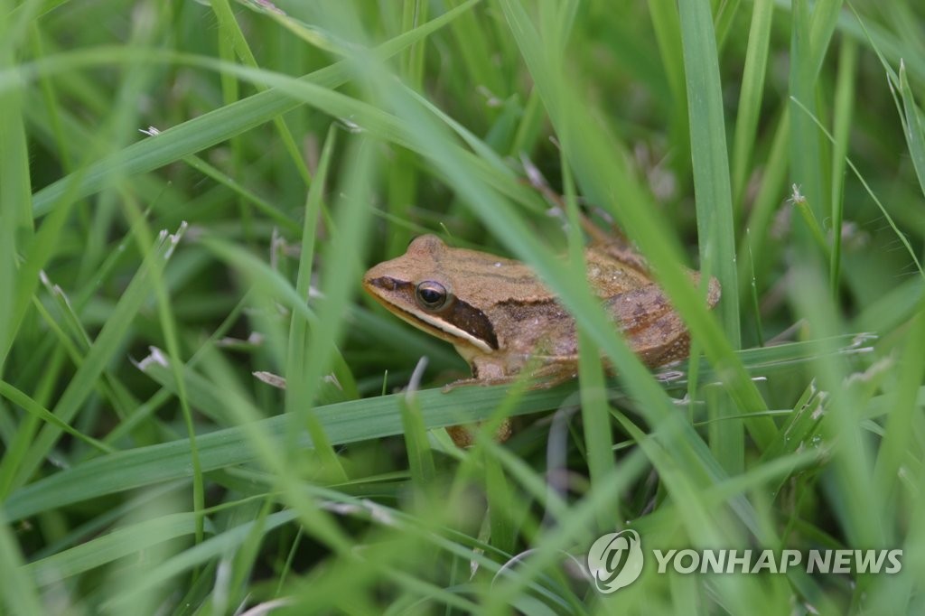 '양서류 구조활동' 오대산 주민환경지킴이…강원환경대상 수상