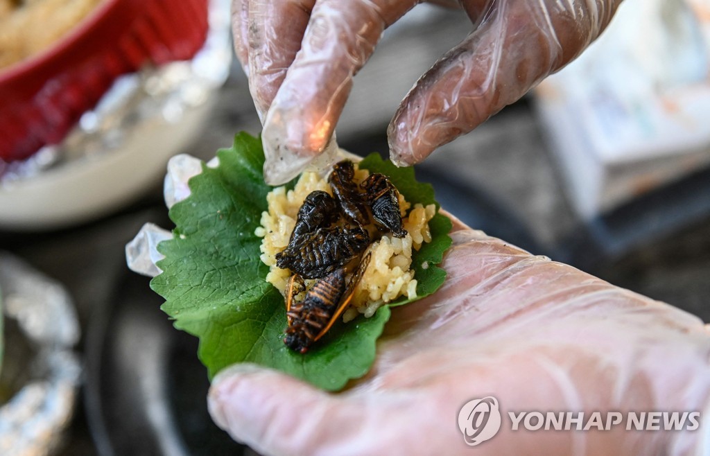 미 동부 덮친 수십억 매미떼…FDA는 '섭취 조심' 이색 경고