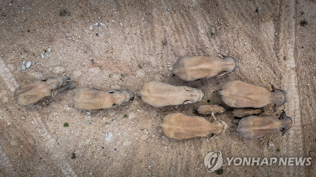 보호구 이탈해 떠도는 중국 코끼리 떼, 온라인서 '인기몰이'