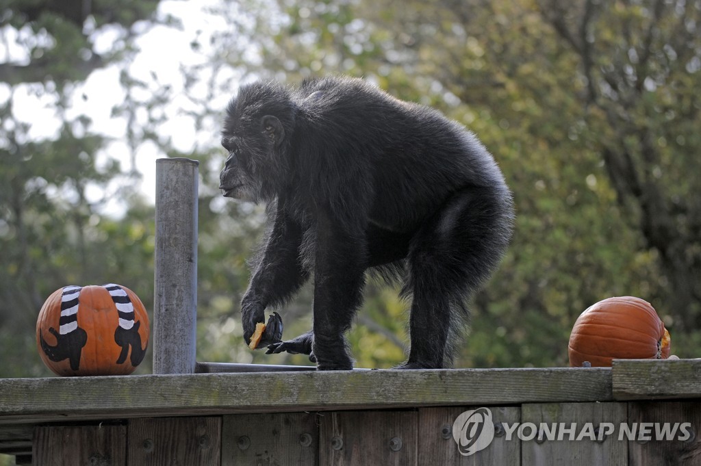 '샌프란시스코 터줏대감' 최고령 수컷 침팬지 63세로 세상떠나