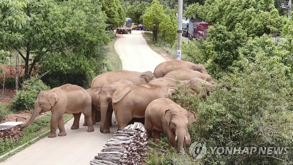 보호구 이탈해 떠도는 중국 코끼리 떼, 온라인서 '인기몰이'