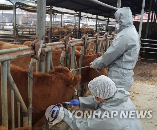 전남 소 사육농가 브루셀라병 확산…축산방역 비상