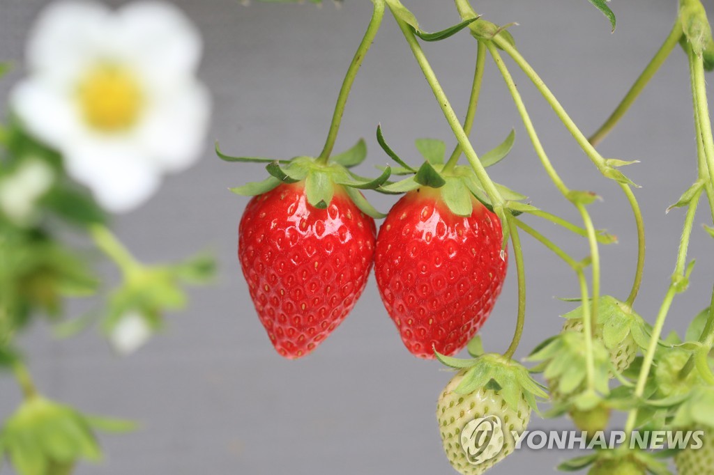 전주시 농기센터, 고품질 딸기 묘목 생산시설 구축