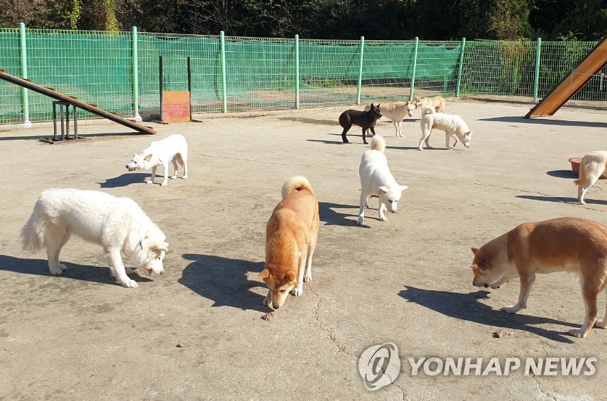 서울 관악구, 유기동물 응급·중증외상 치료센터 운영