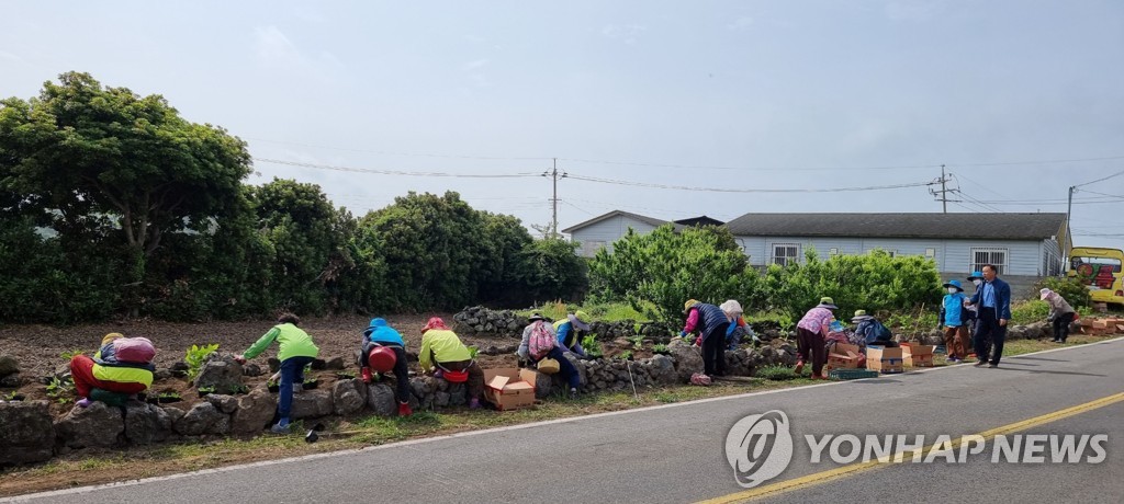 "쓰레기 투기 공터가 꽃밭으로" 제주 마을정원 조성 활기