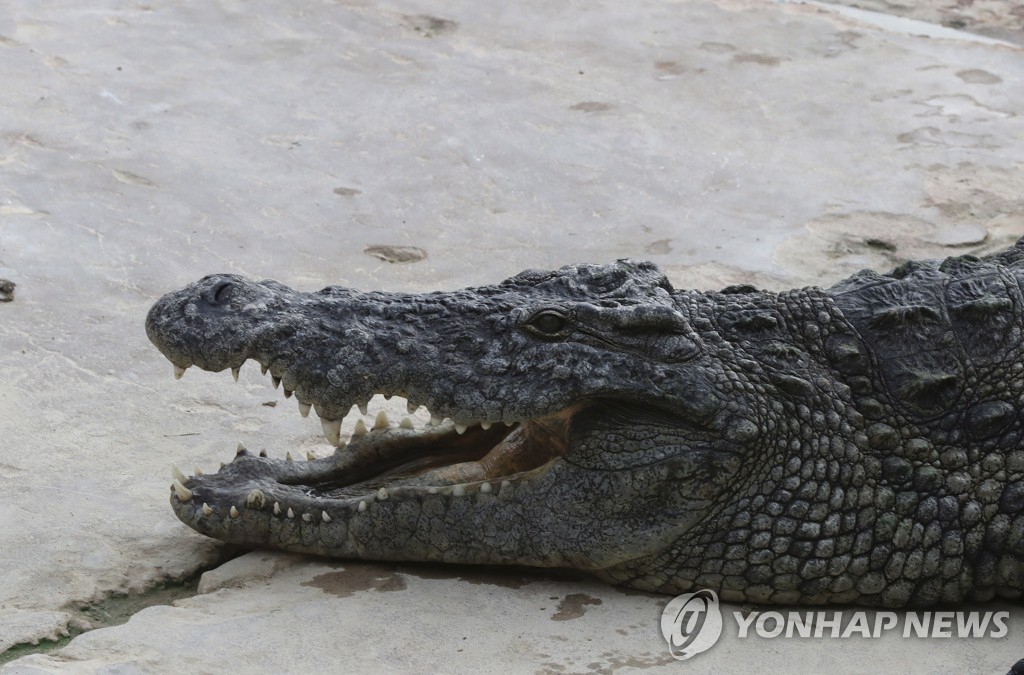 맨주먹으로 악어와 결투…쌍둥이 자매 구한 영국 여성