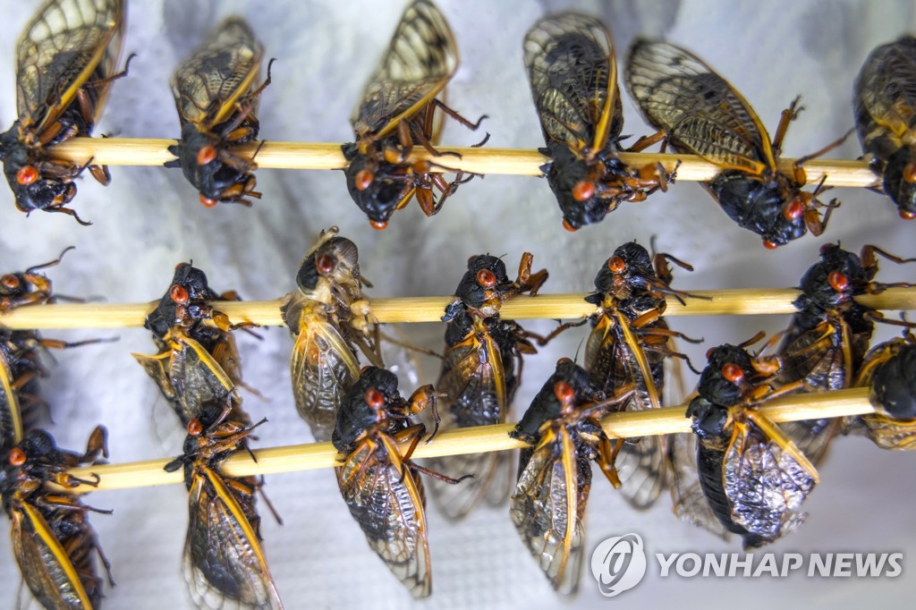 미 동부 덮친 수십억 매미떼…FDA는 '섭취 조심' 이색 경고