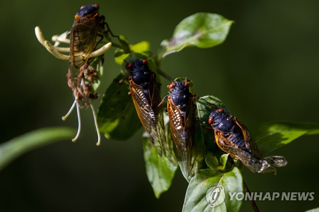 미 동부 덮친 수십억 매미떼…FDA는 '섭취 조심' 이색 경고