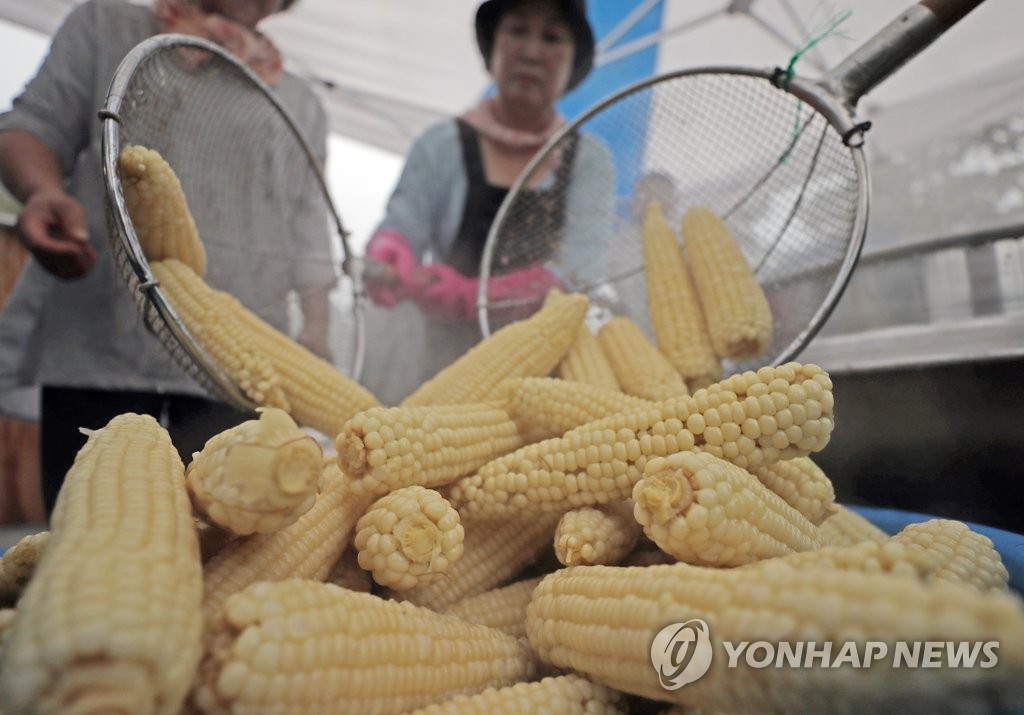 "홍천 옥수수 안심하고 드세요" 작물·토양 중금속 검사 '정상'