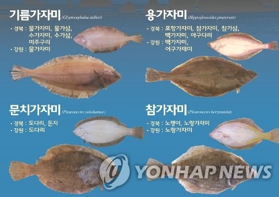 [알쏭달쏭 바다세상Ⅲ](21) 회·구이·조림에 미역국으로도 별미…울산 용가자미