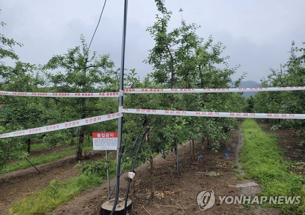 안동서 과수화상병 빠르게 확산…사과 농가 11곳 피해