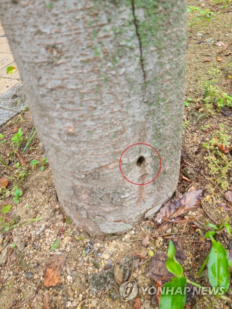 '누가 나무에 구멍을 뚫었을까?'…목격자 없는 전주 수목 훼손(종합)