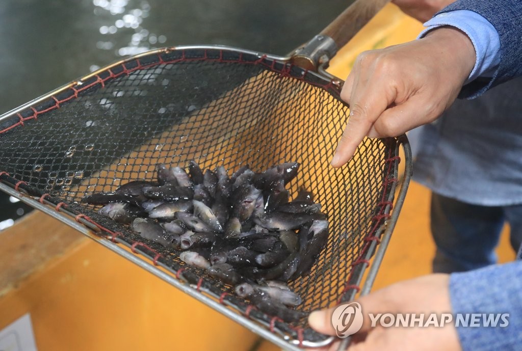 정용진 먹었다는 회 한 점 1만원 '붉바리' 대량 생산 눈앞