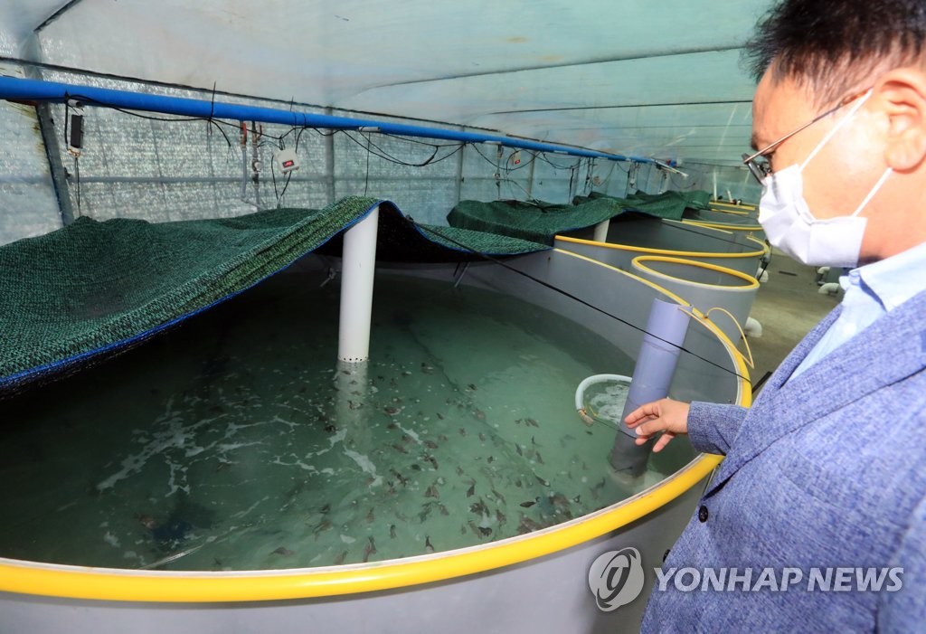 정용진 먹었다는 회 한 점 1만원 '붉바리' 대량 생산 눈앞