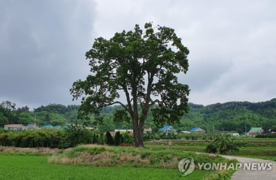 포천 초과리 '오리나무' 천연기념물 지정 기념식