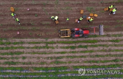 강원 내륙 농가 햇감자 수확 한창…"제값 받아야 할 텐데"