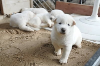 文 "북한에서 온 풍산개 '곰이' 출산…7마리 꼬물꼬물"