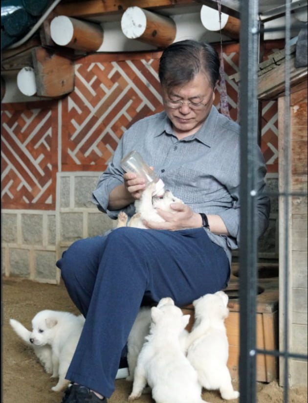 文, 김정은 선물한 풍산개 '곰이' 새끼 공개…"이름짓기 어려워"