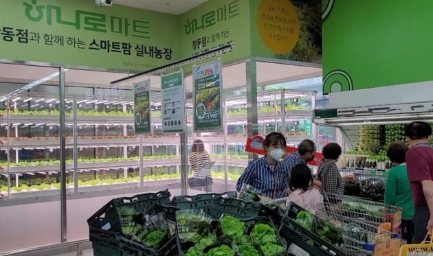 하나로마트창동점 스마트팜실내농장 판매대에서 유러피언 채소를 고객들이 구매하고 있다.