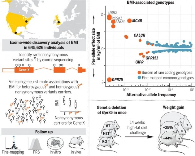 “살 안 찌는 사람 따로 있다...비만 예방 유전자 발견돼”