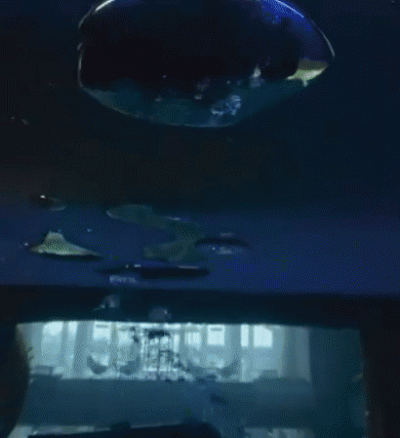 '수심 60m' 세계서 가장 깊은 다이빙풀 두바이에 생겼다 [영상]