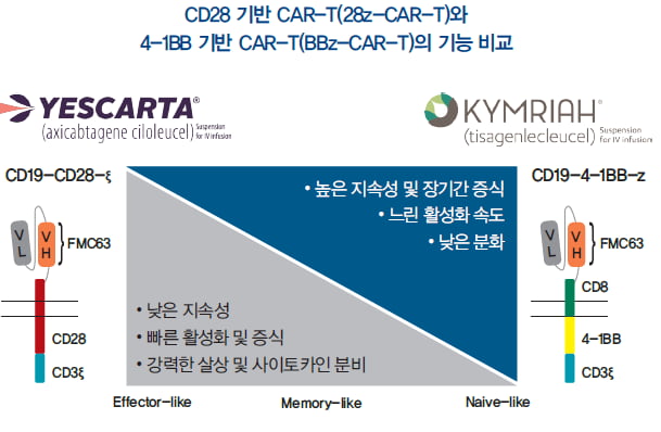 [도준상의 면역항암제 이야기] CAR-T 세포치료제의 성공