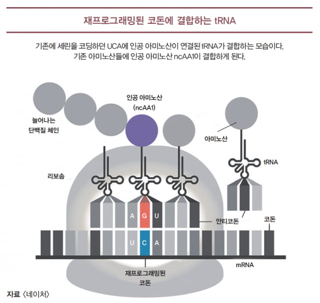 [과학에서 산업찾기] ‘아미노산 바꿔치기?’ 새로운 신약 개발법 제시돼