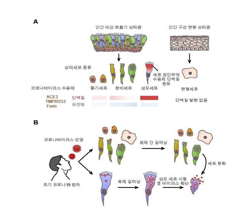 코로나19 감염 코 안에서 시작…"비강에 직접 백신 투여해야"