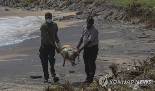 '선박 침몰' 후폭풍…스리랑카 고래·돌고래·거북 떼죽음