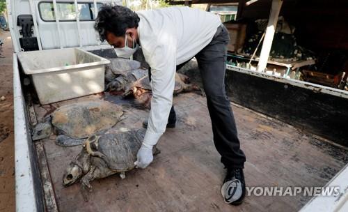 '선박 침몰' 후폭풍…스리랑카 고래·돌고래·거북 떼죽음