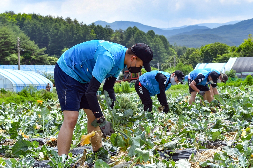 공군 8전비 장병, 원주·횡성 농가 일손 지원 '구슬땀'