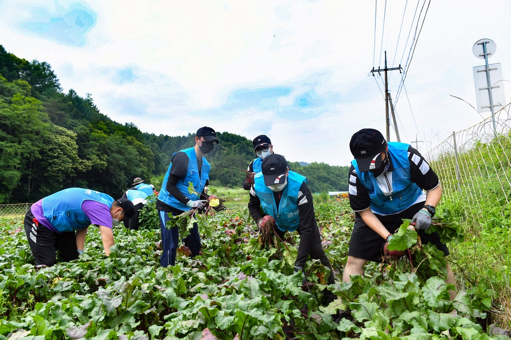 공군 8전비 장병, 원주·횡성 농가 일손 지원 '구슬땀'