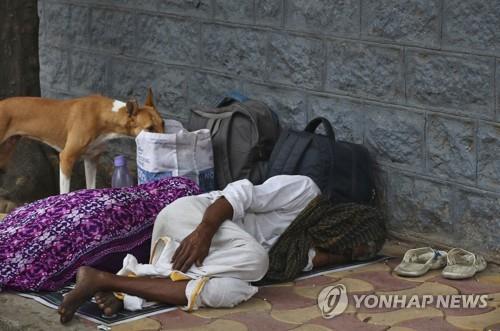 "길거리 개들에게 먹이 줄 권리 있다"…인도 델리 고법 판결