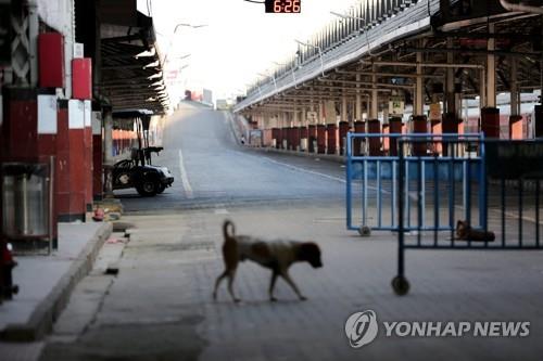 "길거리 개들에게 먹이 줄 권리 있다"…인도 델리 고법 판결