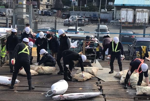 해수부 "상반기 부산항 입항한 원양어선에 불법 어획물 없어"