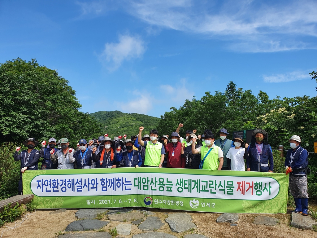 원주환경청, 대암산 용늪 생태계 교란 식물 제거