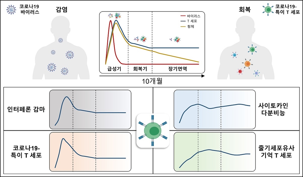 "코로나19 회복 후에도 기억 T세포 장기간 유지…중증감염 막아"