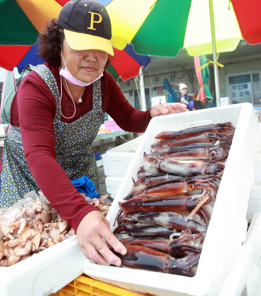 오징어잡이로 활기 띤 태안 안흥외항…하루 15만마리 어획