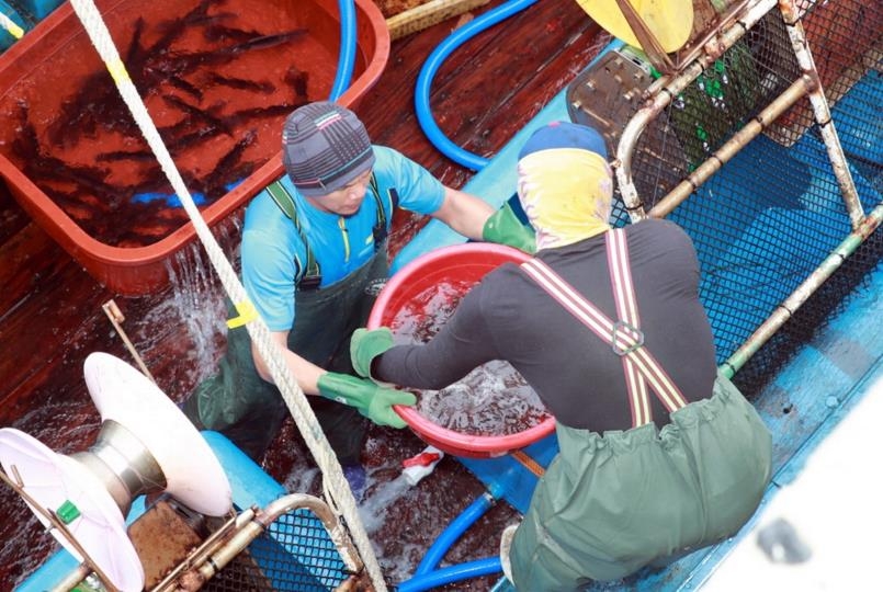 오징어잡이로 활기 띤 태안 안흥외항…하루 15만마리 어획