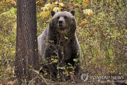 미 몬태나주서 야영하던 여성 살해한 회색곰, 결국 사살돼