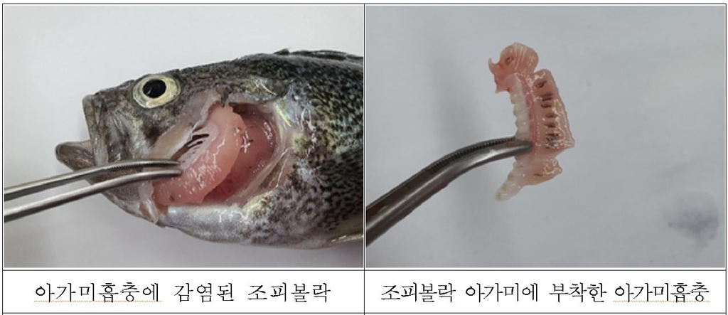 조피볼락 아가미흡충 치료제 2종 개발…내년 상용화