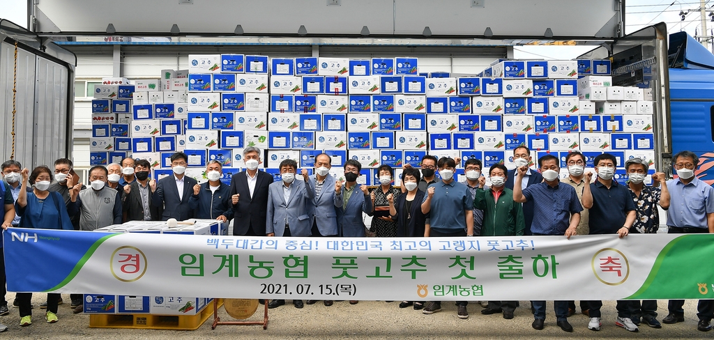 은은하게 매운 정선 풋고추 본격 출하…1천200t 예상