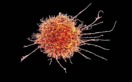 T세포 우글거리는 림프절에 왜 암세포는 앞다퉈 몰려갈까